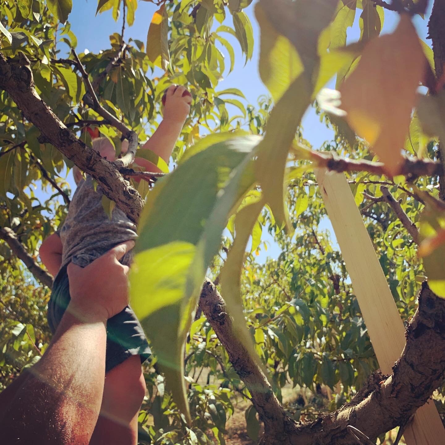 kid picking peaches