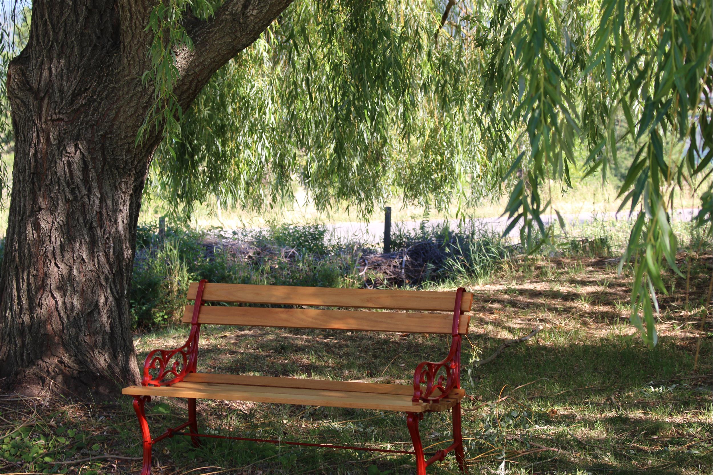 bench under willow tree